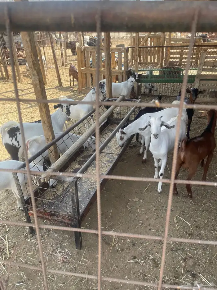 تيوس بيشيه العدد 10 اعمارها 6اشهر. سمان مولده عندي من حلالي 8