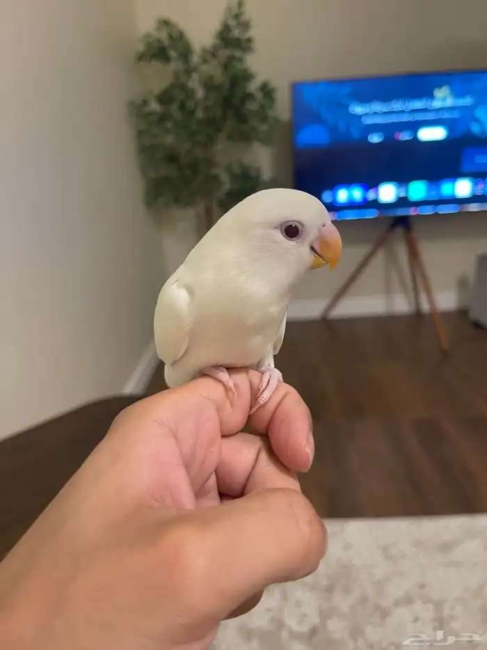 روز البينو اليف 0