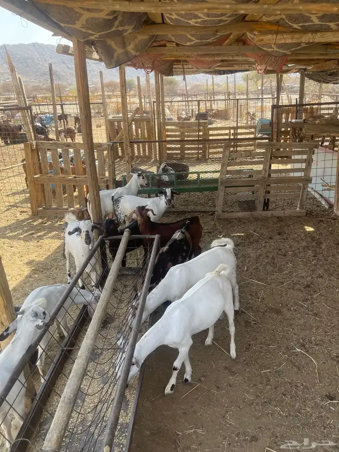 تيوس بيشيه العدد 10 اعمارها 6اشهر. سمان مولده عندي من حلالي 4