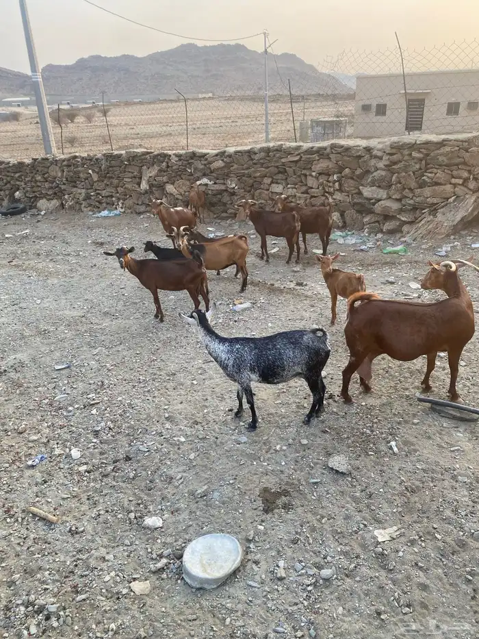 ماعز 1