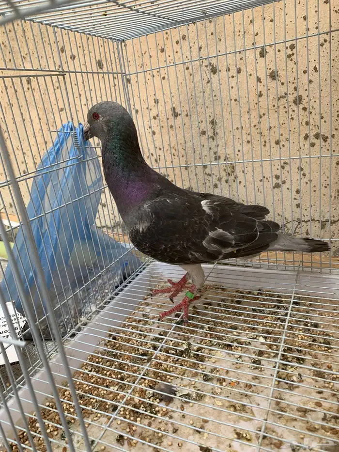حمام للبيع 2