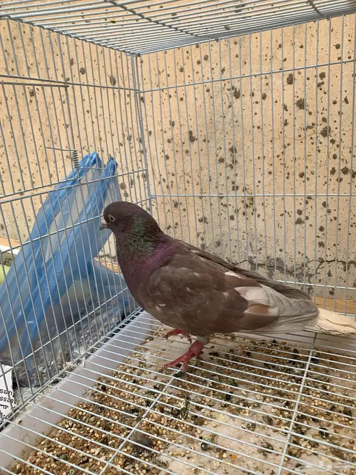 حمام للبيع 1