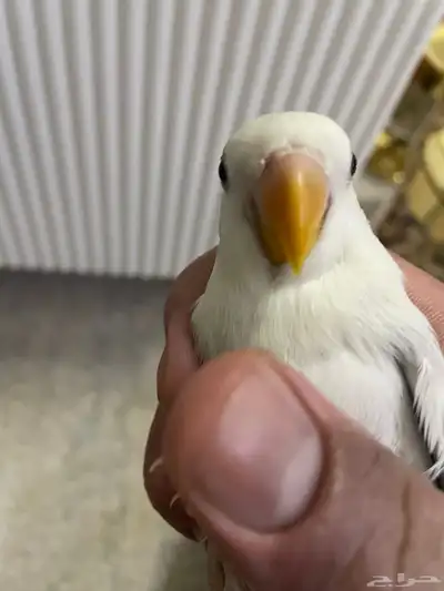طير روز انتاج منزلي 7