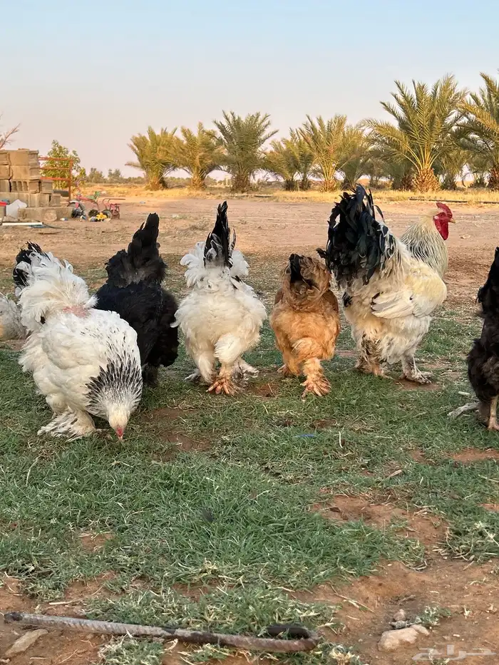 للبيع ديك و 6 دجاج براهما كولمبي مع 9 فروخ. 1