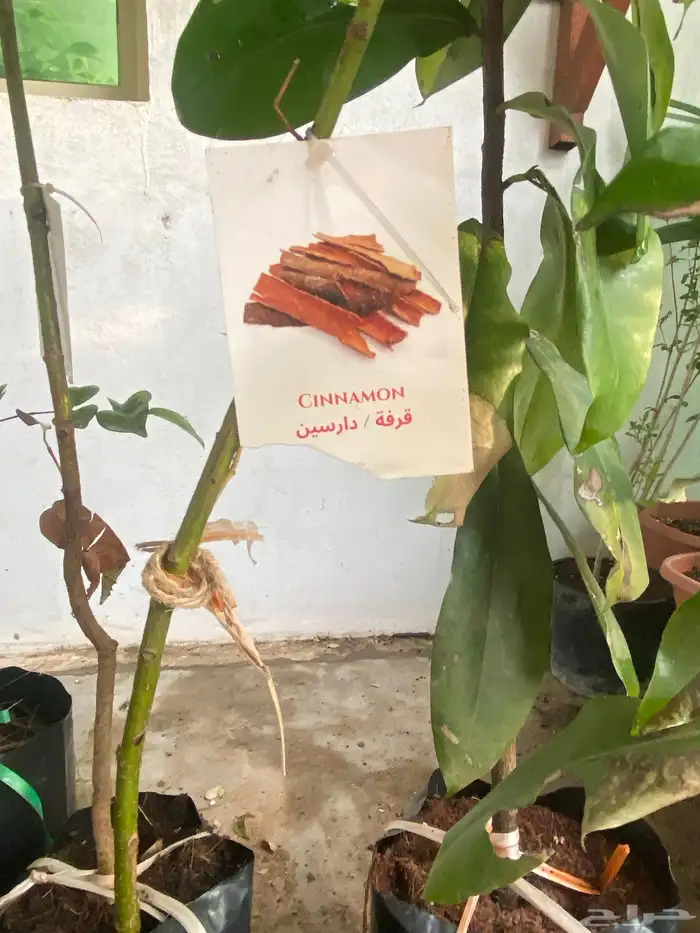 شتلات قرفة دارسين للبيع 0