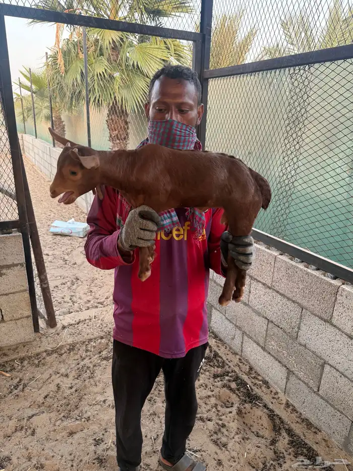 تيس جنوبي 4