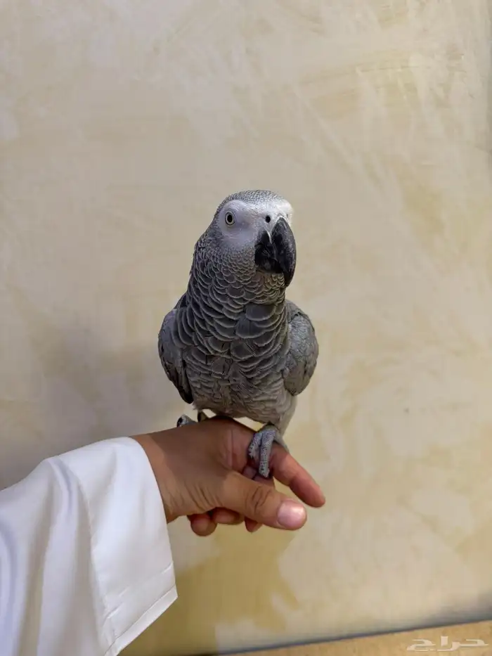 كاسكو أليف ((( تم البيع خارج الموقع))) 0