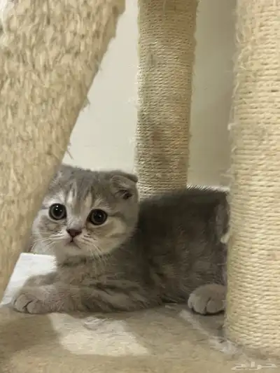 كيتن سكوتش فولد ستريت 3