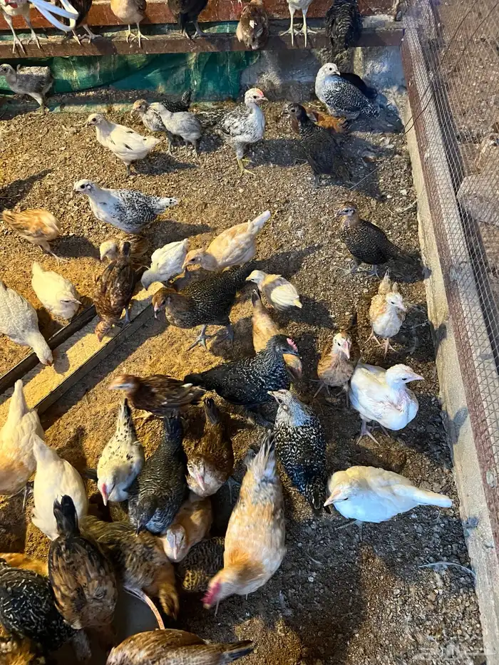 صوص دجاج تم البيع 0