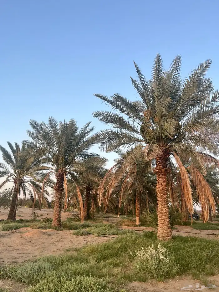 نخل 3
