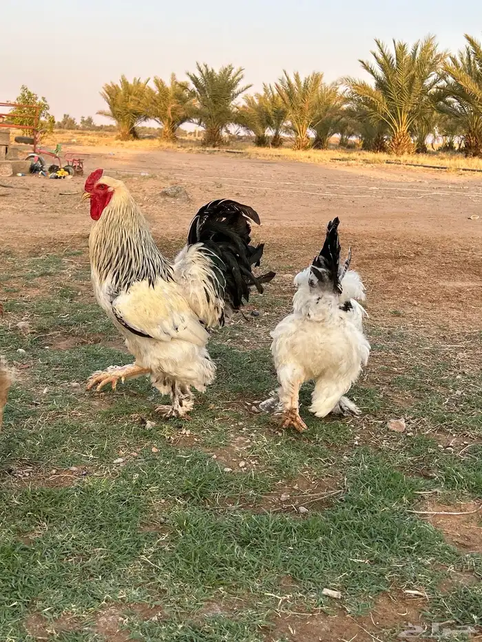 للبيع ديك و 6 دجاج براهما كولمبي مع 9 فروخ. 7