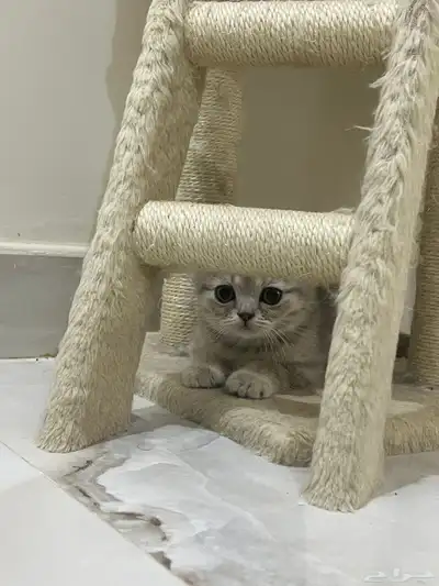 كيتن سكوتش فولد ستريت 2