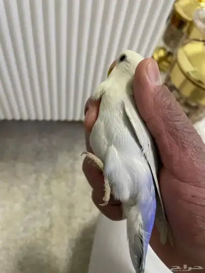 طير روز انتاج منزلي 5