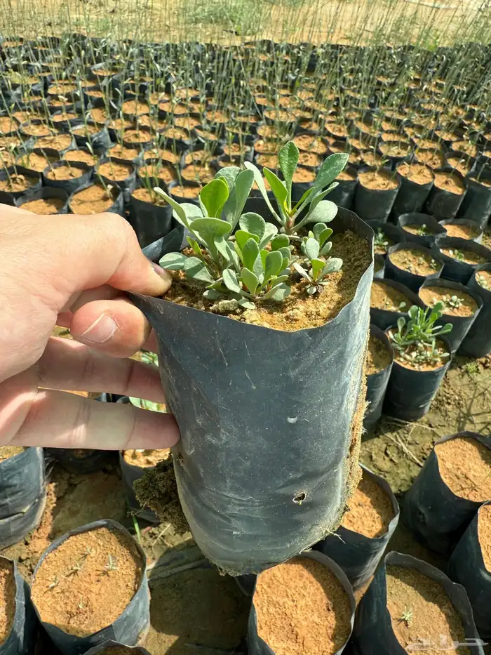 شتلات خزامى البحر 0