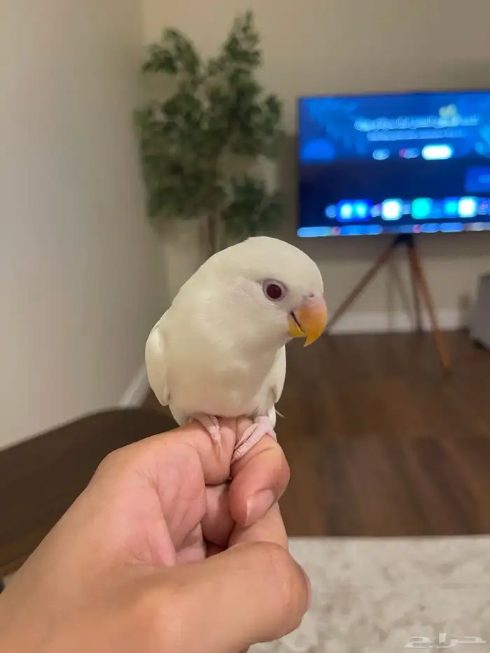 روز البينو اليف 2