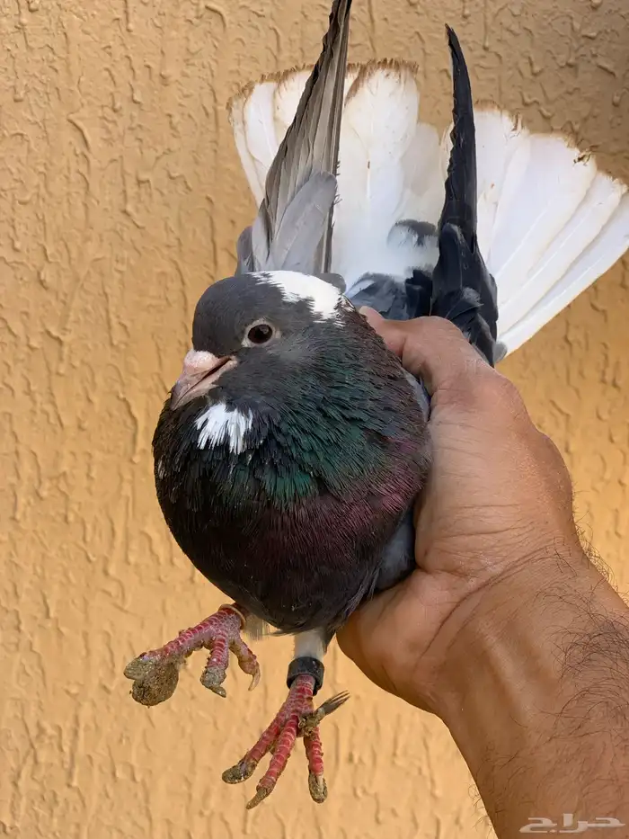 حمام قطايف 0