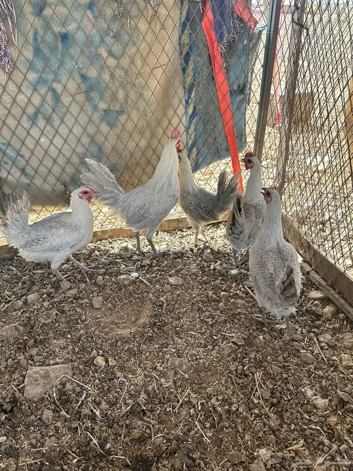 البيع دجاج فيومي ألمنيوم 0
