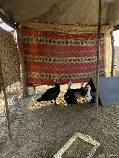 بط بلدي للبيع العدد2 اناثي و1ذكر علا السوم وتواصل واتس فقط 0