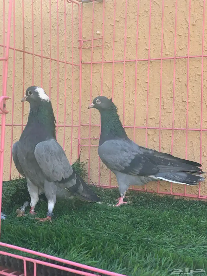 حمام قطايف 2