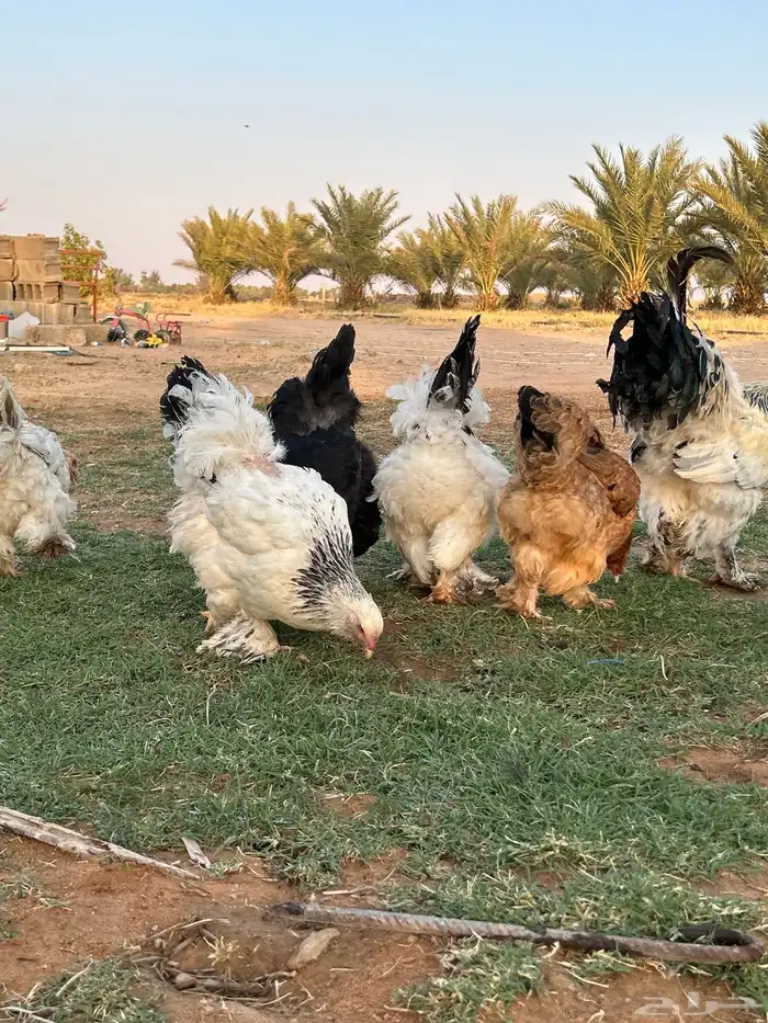 للبيع ديك و 6 دجاج براهما كولمبي مع 9 فروخ. 6