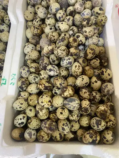 بيض سمان 1
