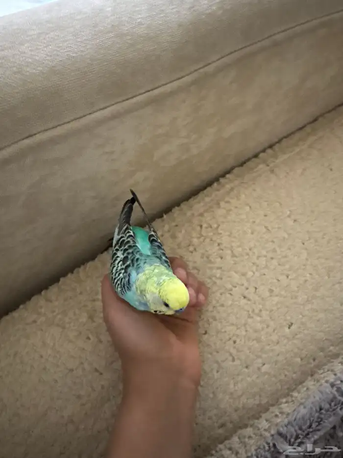 بغبغاء للبيع ما يعض يصلح للأطفال بس ما يركب على اليد يطق 3