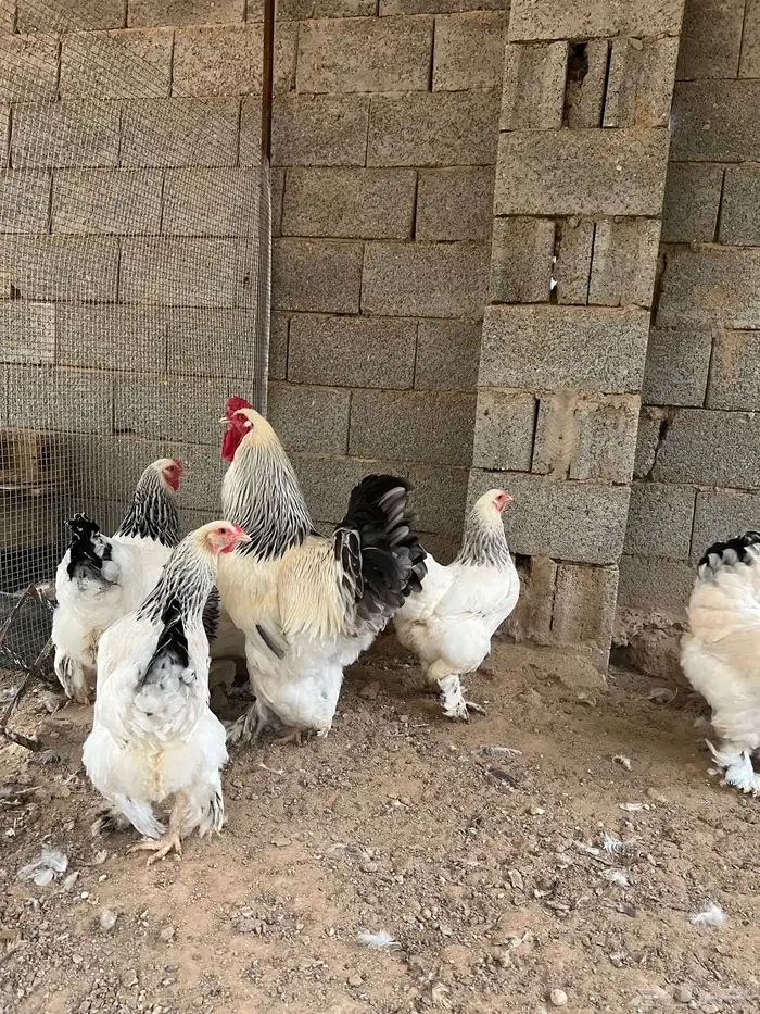 صوص براهما كولومبي 1