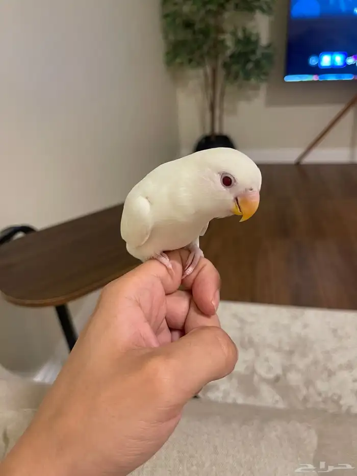 روز البينو اليف 3