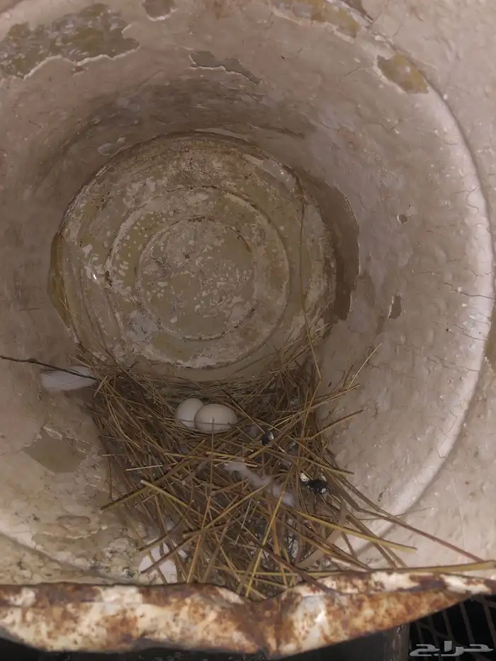 حمام مشكل تركي وهزاز انتاج بطل 4