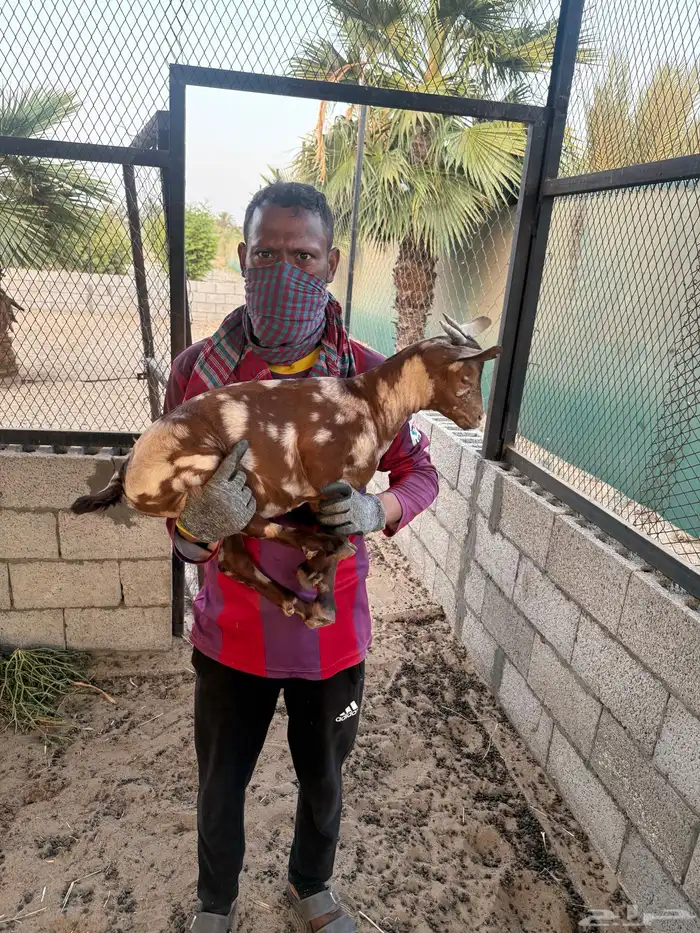 تيس جنوبي 10