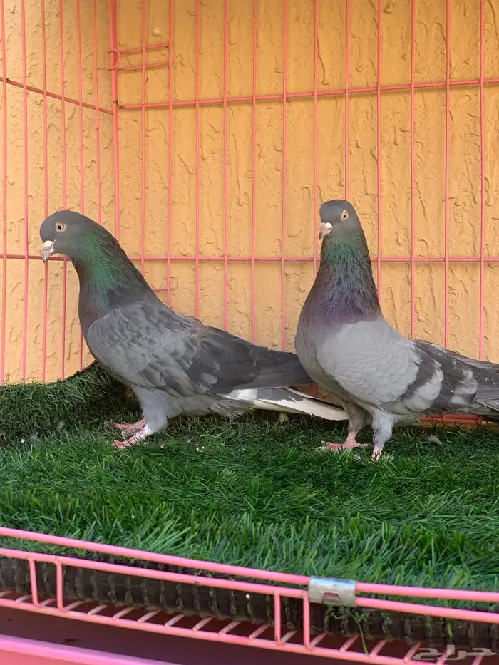 حمام قطايف 3