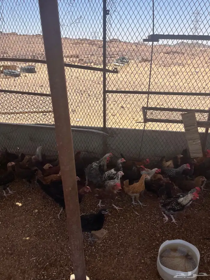 دجاج بلدي بياض وفروخ 6