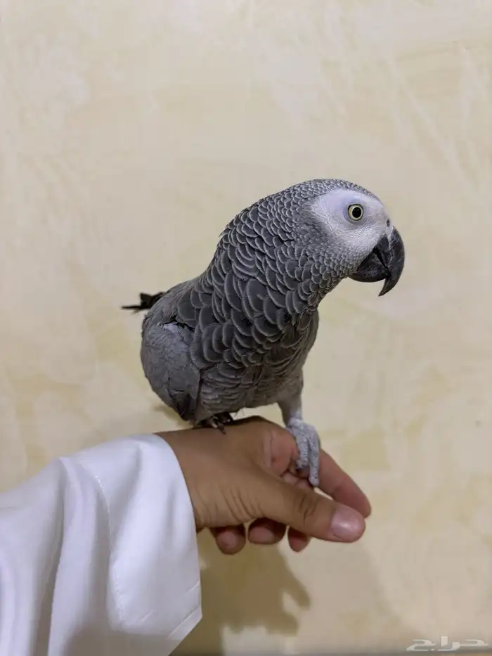 كاسكو أليف ((( تم البيع خارج الموقع))) 2