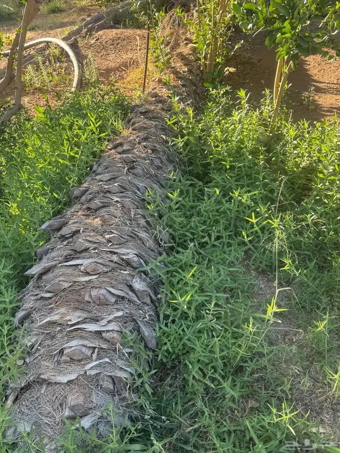 جذوع نخيل وسعف وعمدان اثل 2