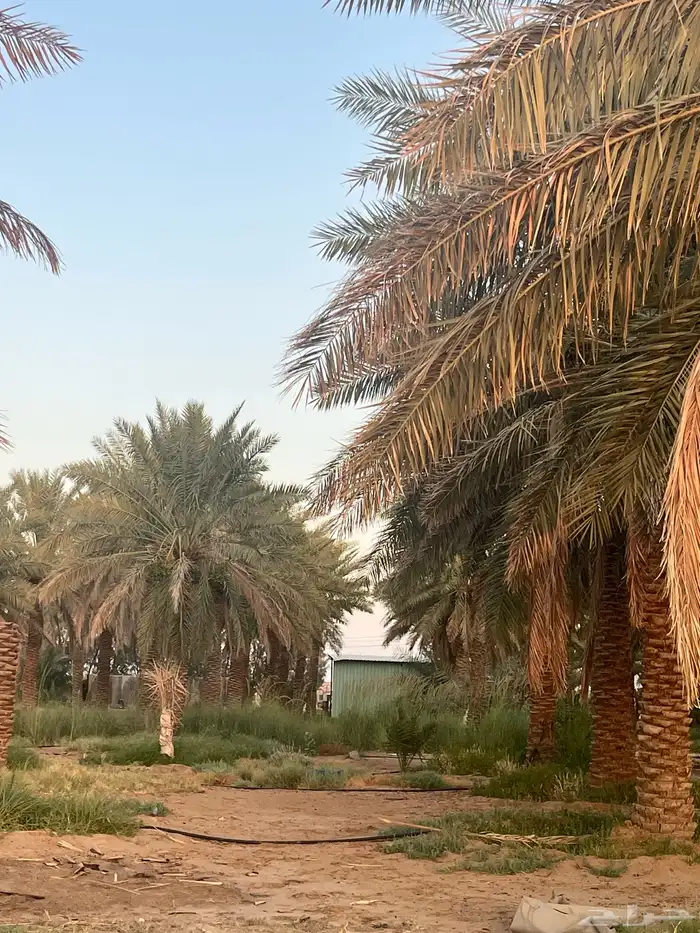 نخل 2