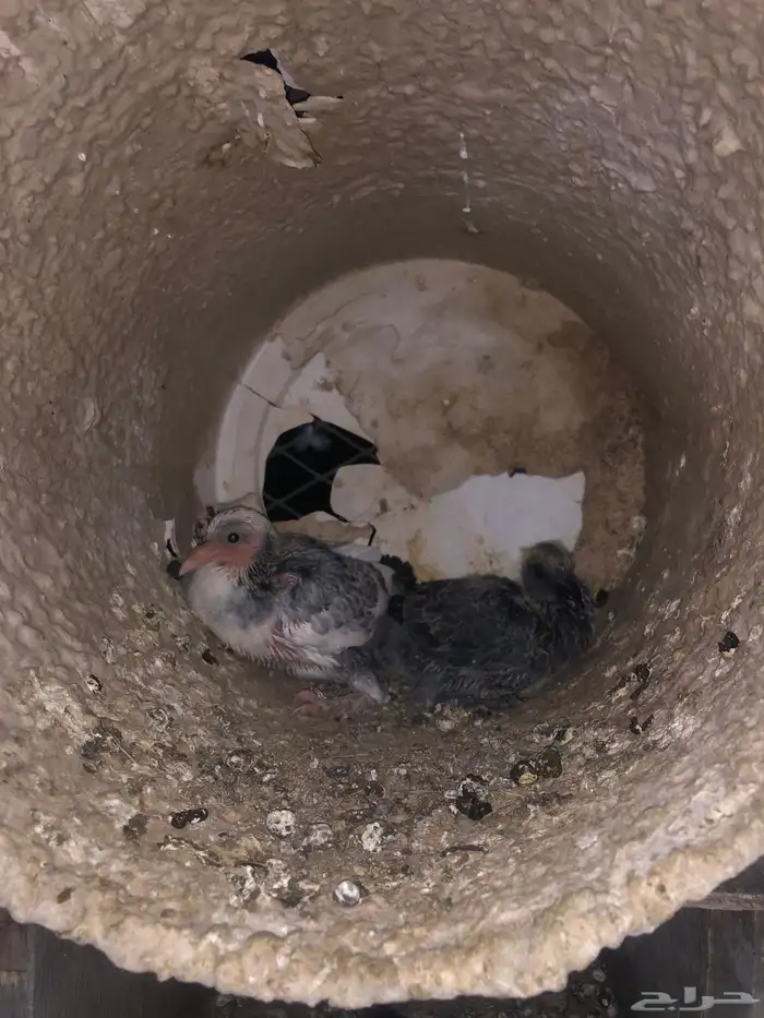 حمام مشكل تركي وهزاز انتاج بطل 3