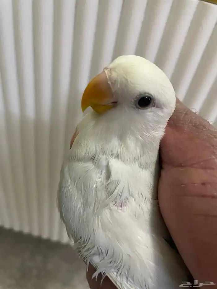 طير روز انتاج منزلي 2