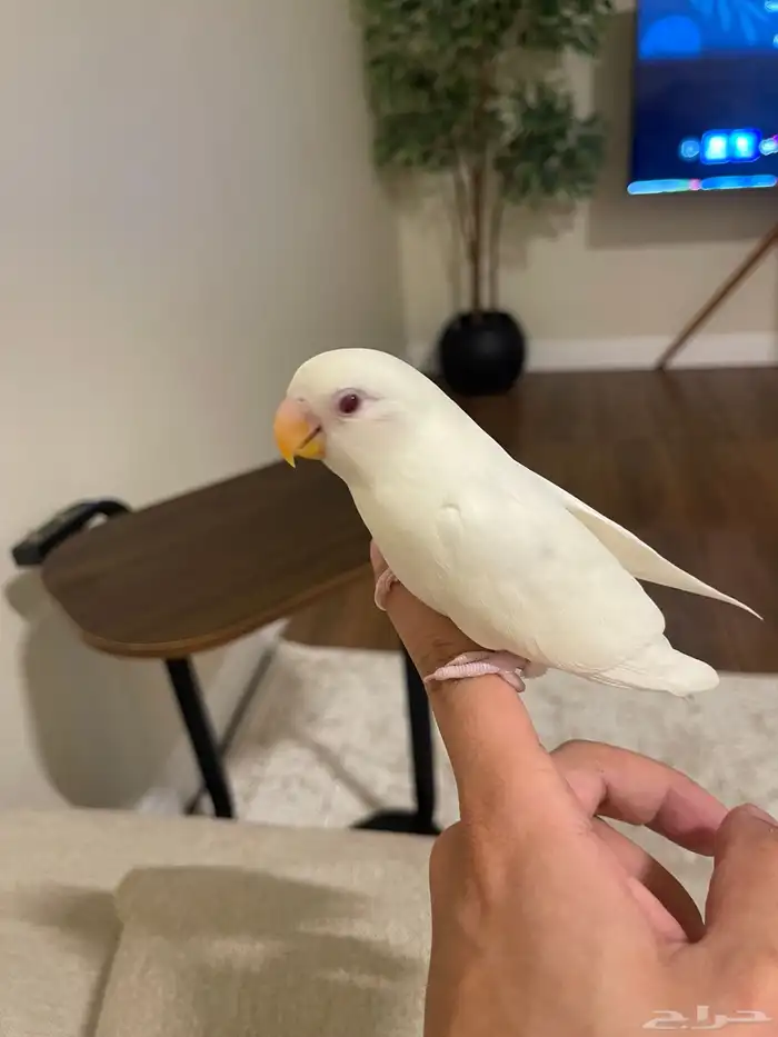 روز البينو اليف 4