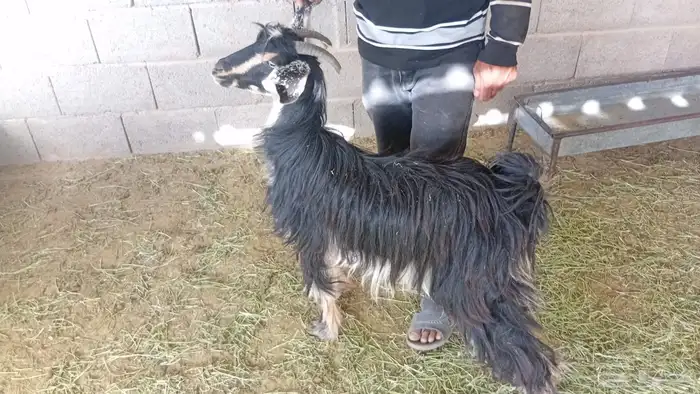 معزا 1