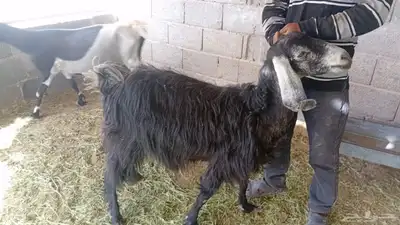 معزا 1