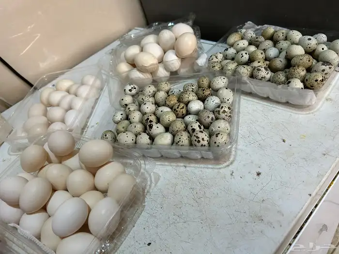 بيض سمان وبيض دجاج 0
