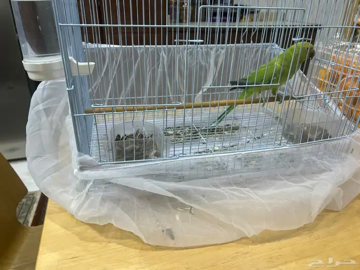 ببغاء الدرة للبيع 1