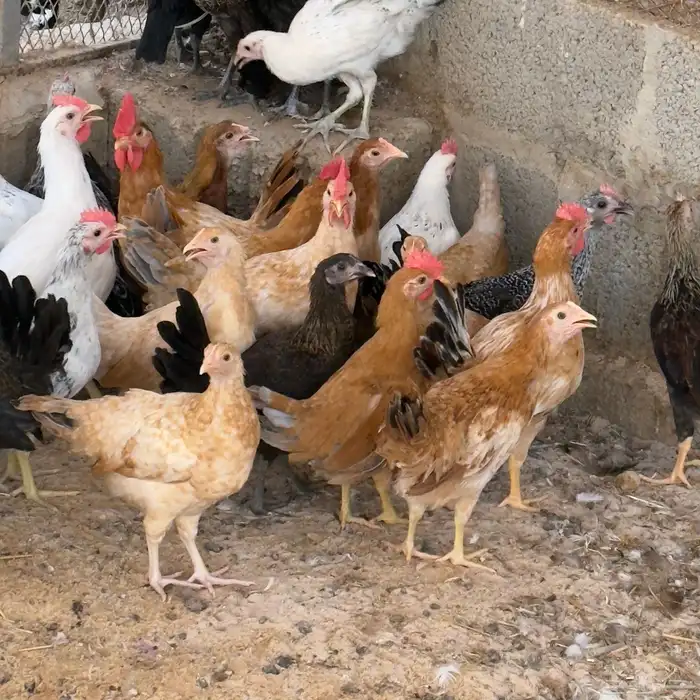 دجاج بلدي 5