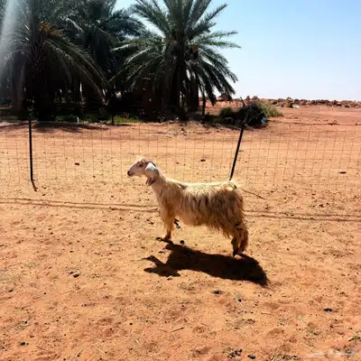 معزا عوارض فاخره تم البيع 4