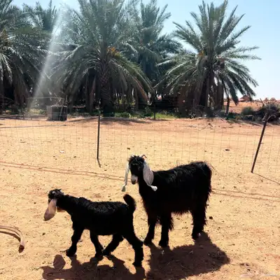 معزا عوارض فاخره تم البيع 1