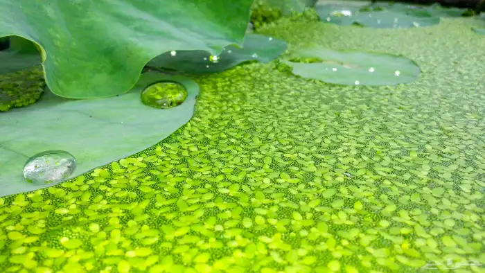 نبات حوض السمك 22