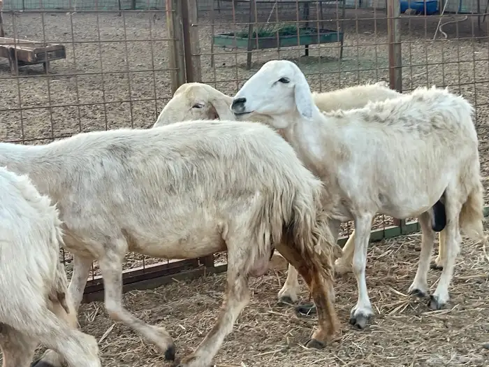 16 غنم حريات دفيع غنم طيبه تبارك الرحمن تم البيع 6