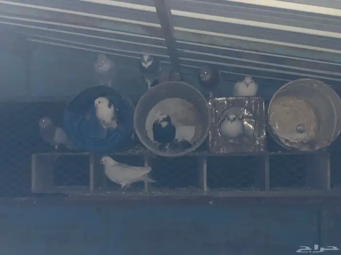 حمام مشكل تركي وهزاز انتاج بطل 0