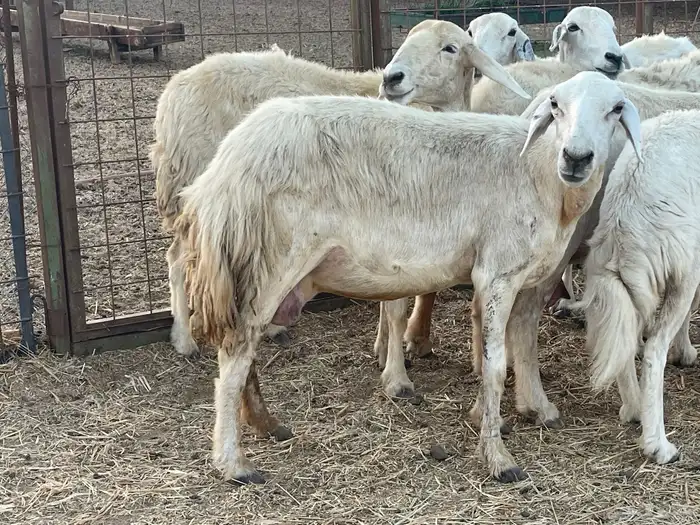 16 غنم حريات دفيع غنم طيبه تبارك الرحمن تم البيع 0