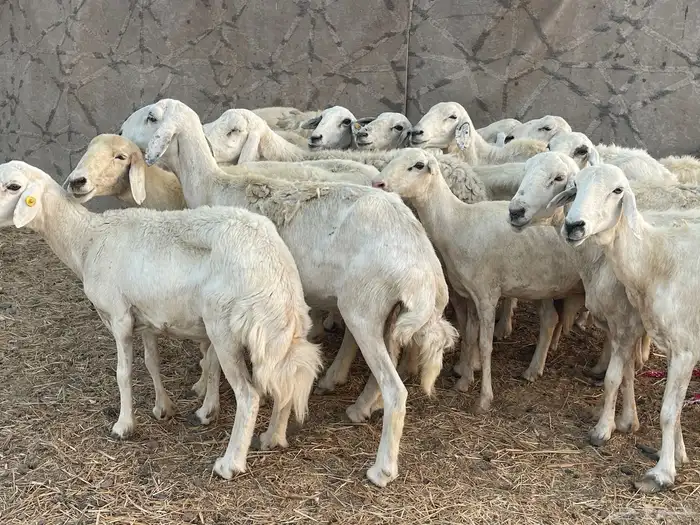 16 غنم حريات دفيع غنم طيبه تبارك الرحمن تم البيع 7